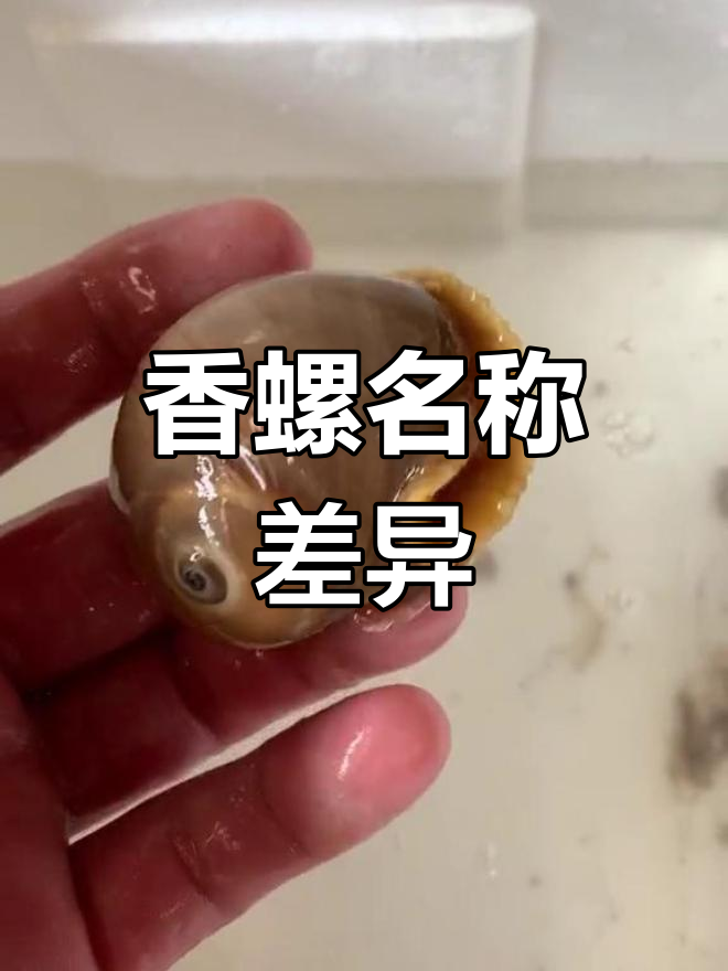 香螺的叫法各地不同,鲅鱼圈称它为猫眼螺