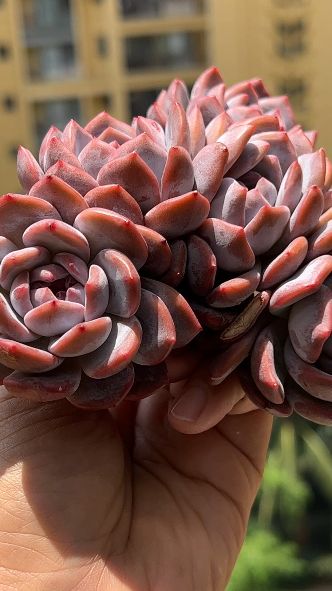 星影 橙梦露 雪天使 多肉 老桩群生