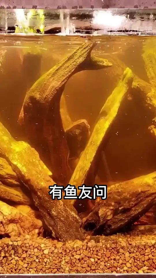 黄水反复治不好?蛋白棉长效净化,省心省力养鱼!蛋白棉 过滤棉 鱼缸过滤棉 鱼缸蛋白棉