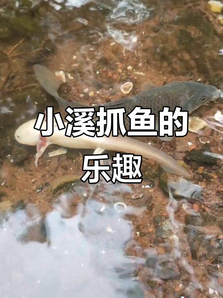 废墟小溪抓鱼，黄色和白色小鱼竟然在“开会”？