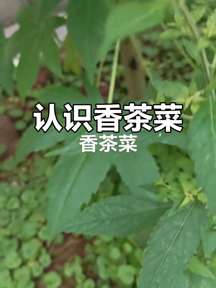 香茶菜：铁棱角植物的独特魅力