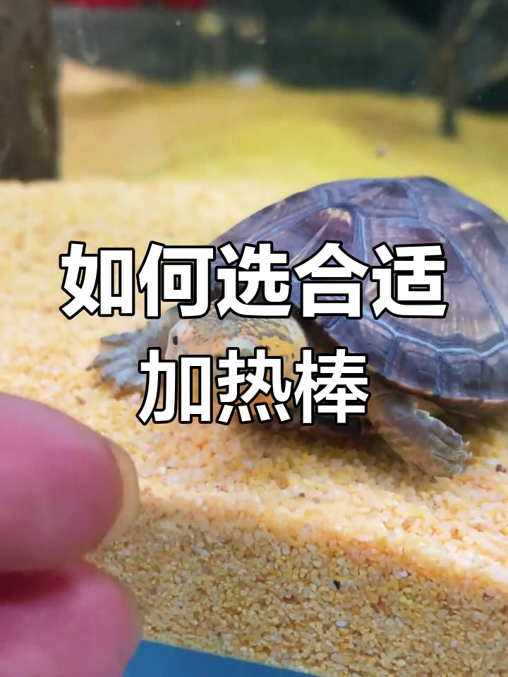 鱼缸加热棒瓦数选择技巧,简单又实用!