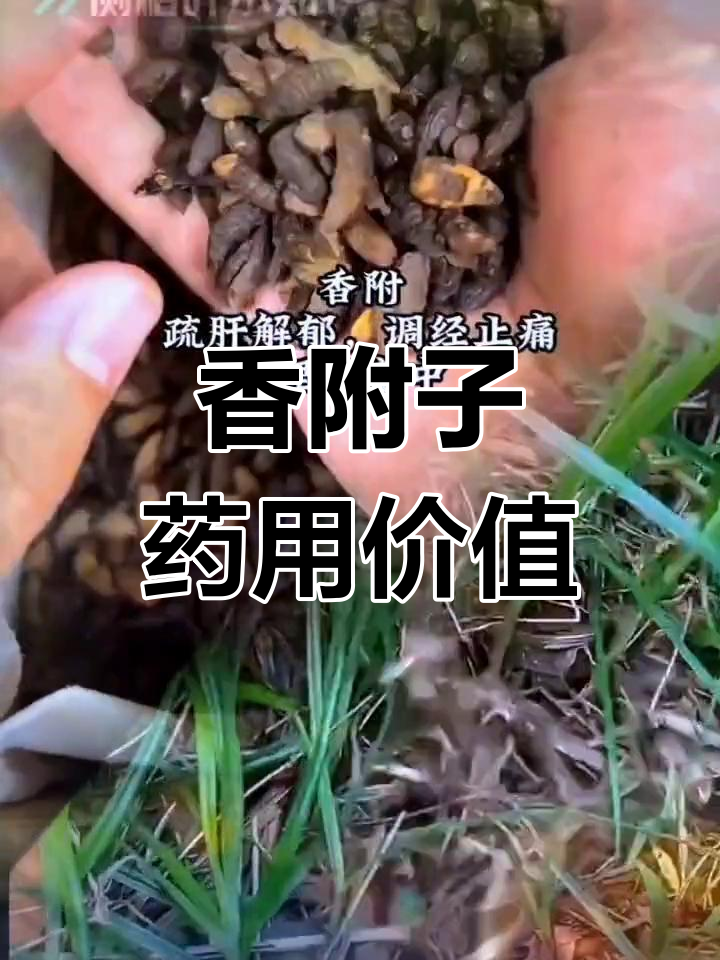 香附子的功效与应用