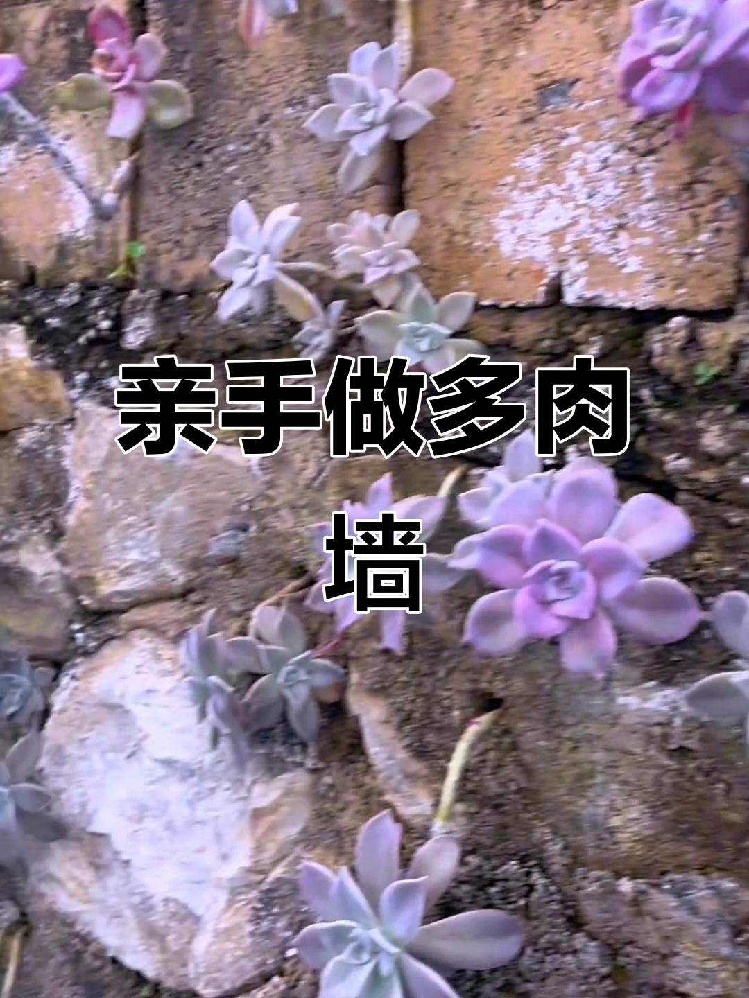 多肉墙建造全纪录,一步步打造绿植屏障