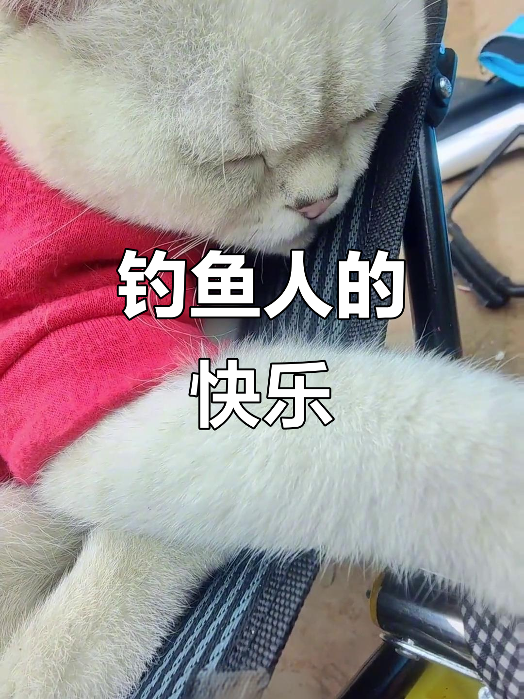 钓鱼的乐趣,只有钓手才懂!这地方麻鱼超好钓