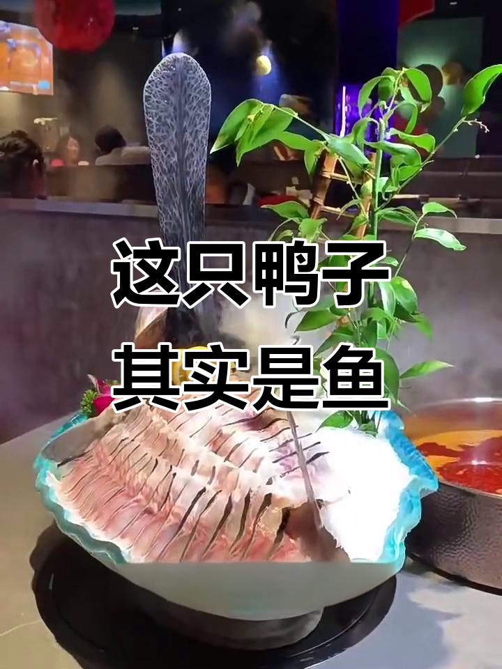 鸭嘴鱼竟是鲟鱼,扁长嘴巴让人惊讶!
