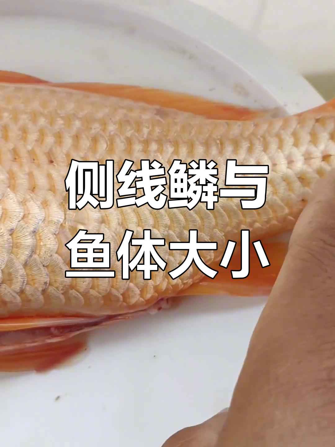 鱼类侧线鳞与体型的关系