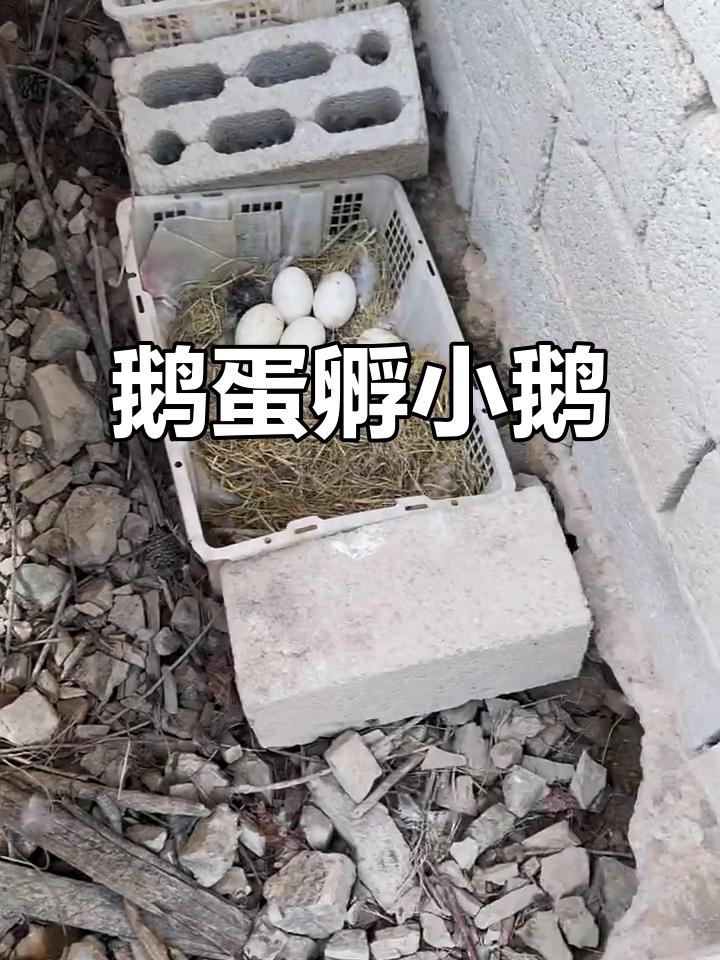 鹅翅膀打得疼，母鸡和花冠鹊山鸡的“飞行”对决