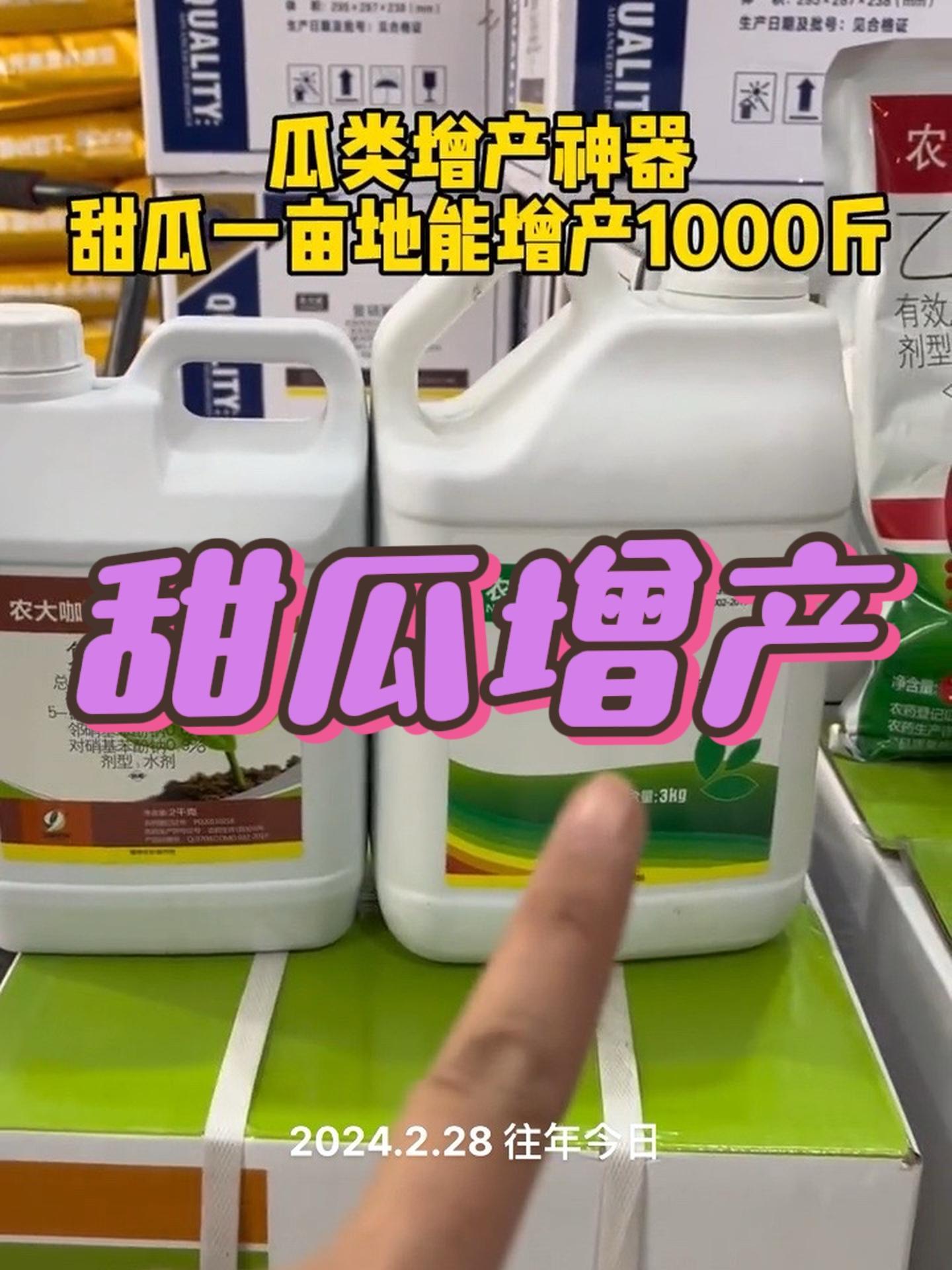 甜瓜用了它,一亩地增产1000斤!病虫害防治 蔬菜大棚 农业技术推广 甜瓜种植