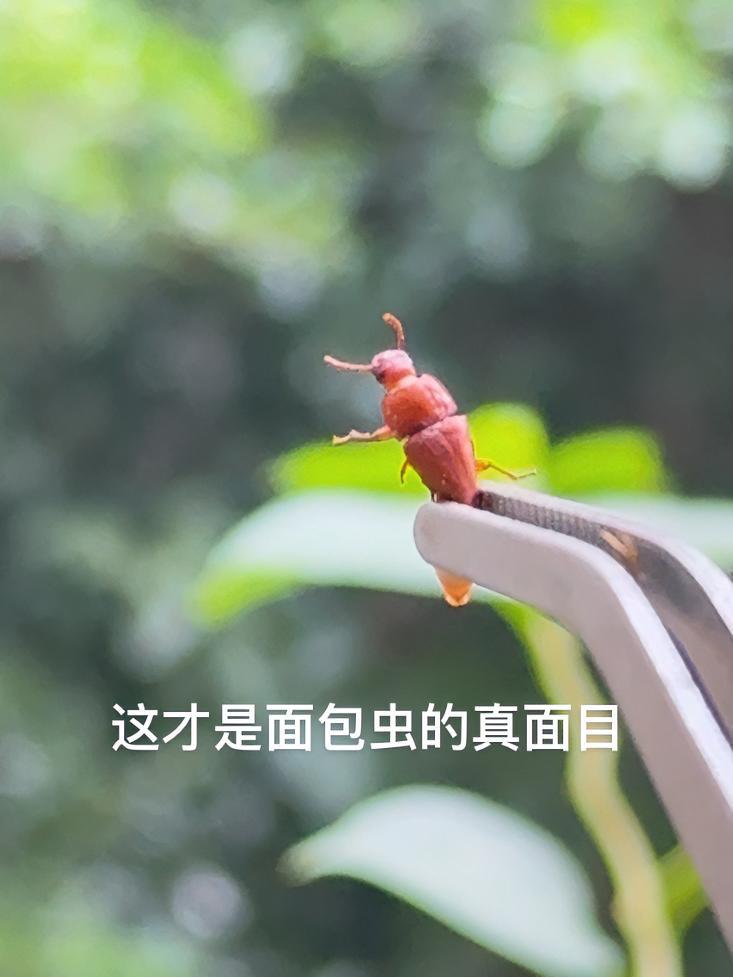 原来面包虫经过多次蜕变,最后成带翅膀的成虫 面包虫 雨的阳台 暗绿绣眼鸟