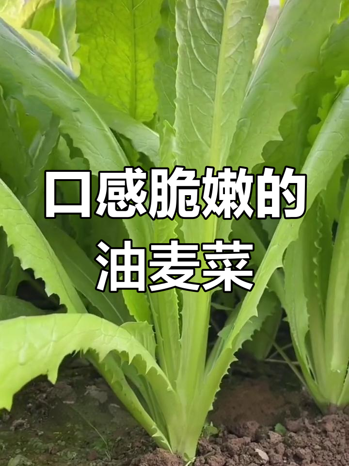 油麦菜:四季皆宜,轻松种植