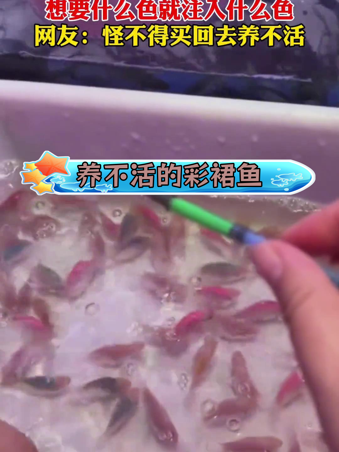 彩裙鱼为何难养活?