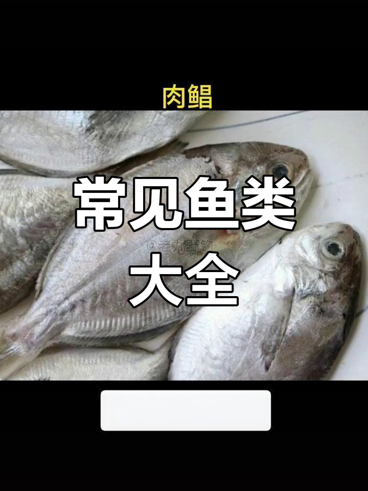 120种常见鱼类大揭秘,了解它们的独特特征与美味