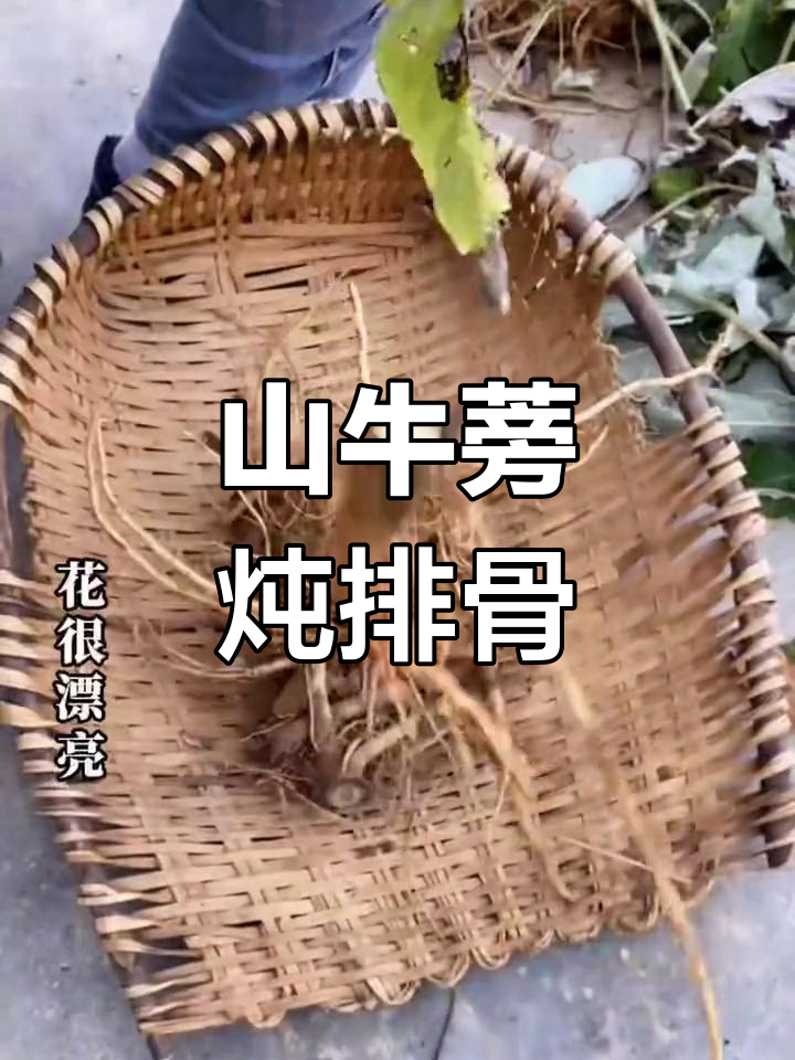 野生山牛蒡炖汤,香气扑鼻