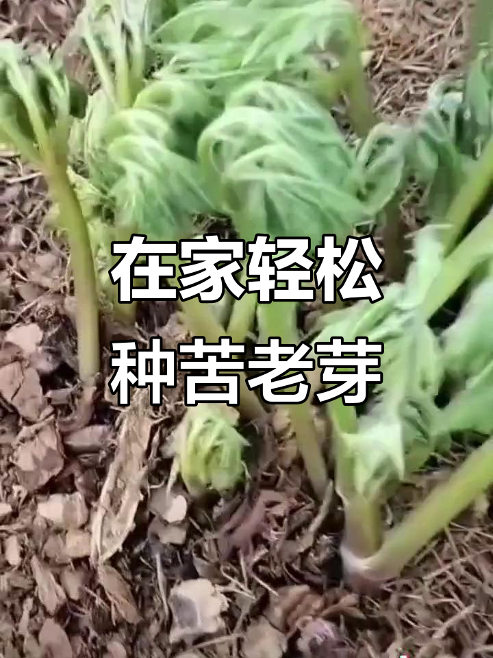 苦老芽种植技巧:简单步骤教你如何在家种出美味山野菜