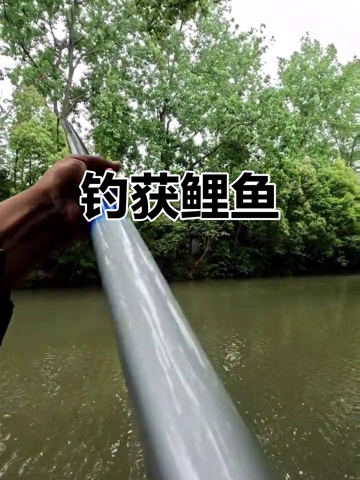 真实野河钓鱼，鲤鱼大丰收！