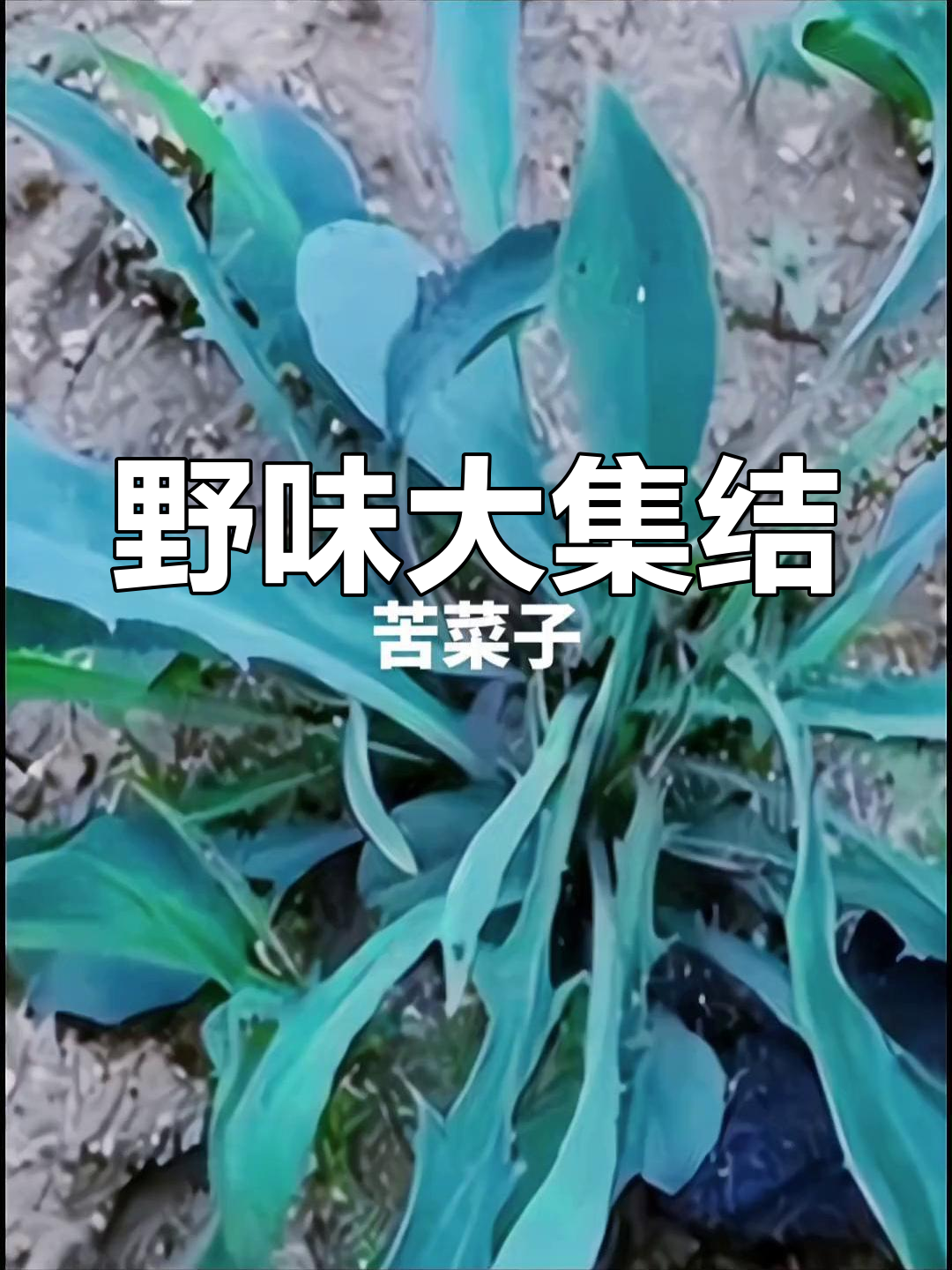 山东人吃遍野菜,连昆虫都不放过!