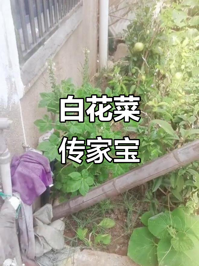 云梦剃头匠的梦境与白花菜的传承