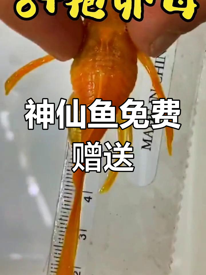 神仙鱼小苗子大放送,海鸥烟熏、斑马等超值福利来袭