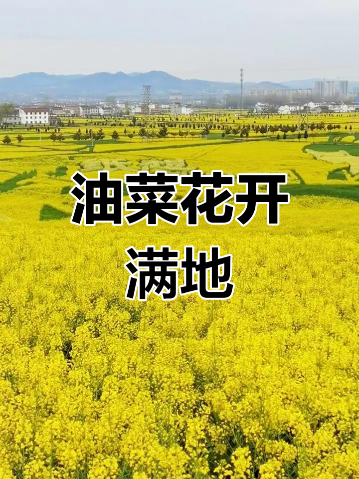 洋县油菜花海,春日美景