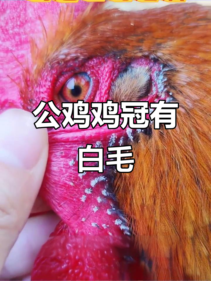 公鸡鸡冠里的白色绒毛,能吃吗?