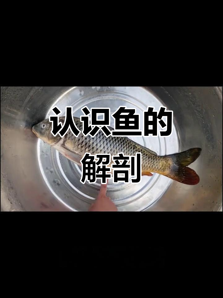鱼的身体结构与呼吸方式详解,掌握七年级生物重点