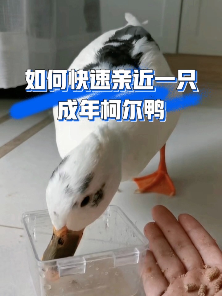 如何快速亲近一只成年柯尔鸭
