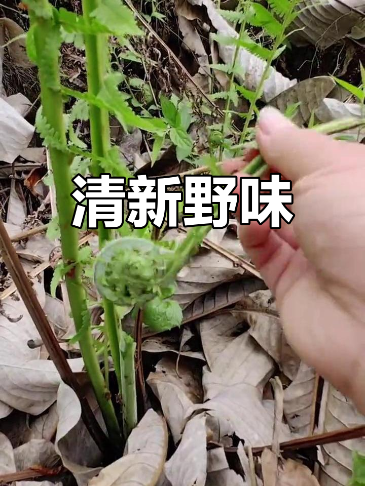 水蕨菜清香扑鼻,焯水凉拌味道绝佳!