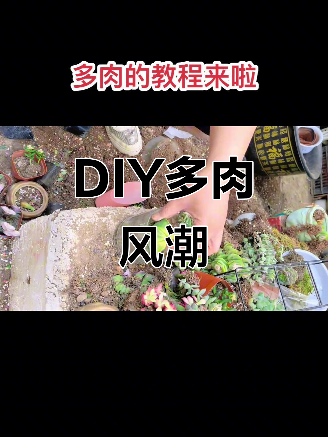 多肉DIY热潮来袭，花店装饰必备，动手做起来吧！