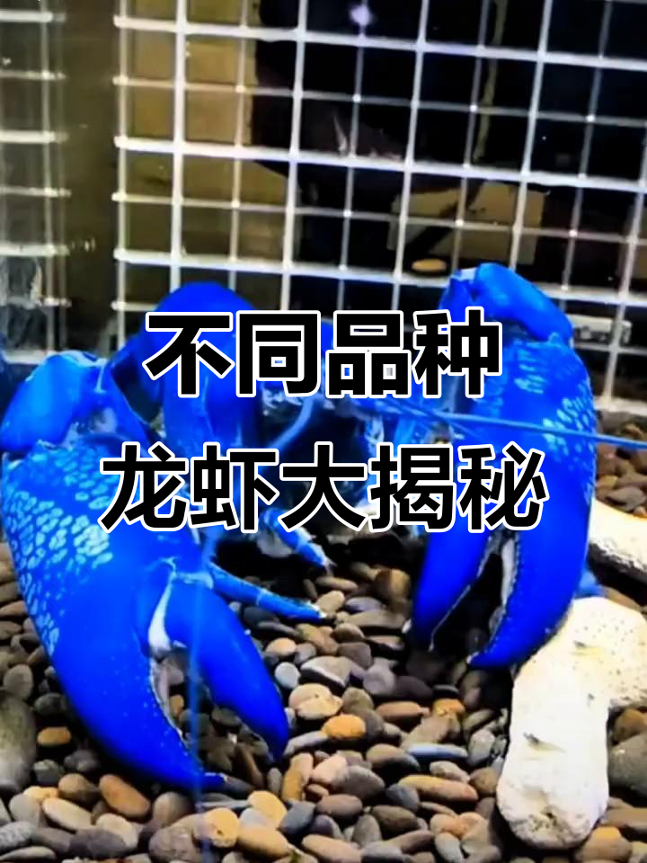 认识各种奇特龙虾,了解它们的独特特征