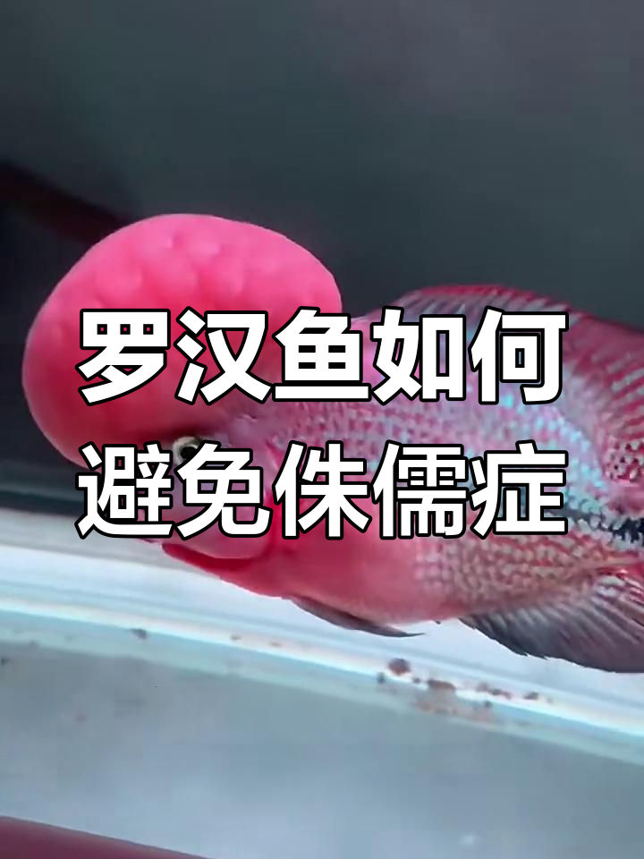 罗汉鱼成长关键:避免侏儒症,喂对饲料最重要