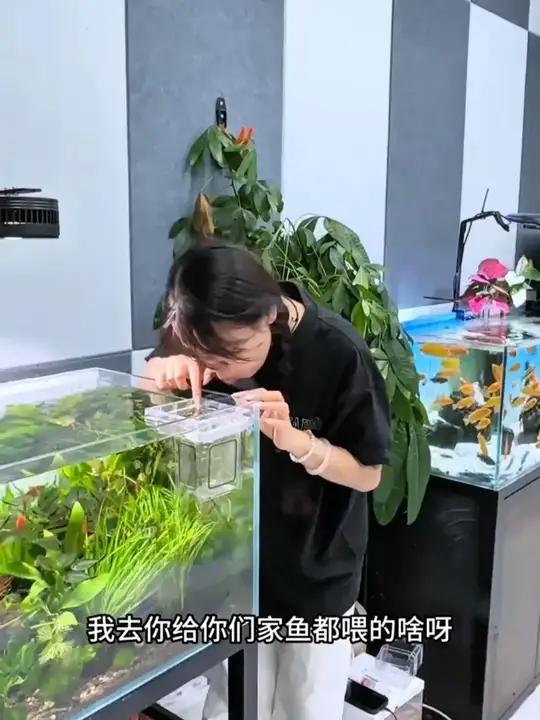 脱壳丰年虾卵 高蛋白高营养,小鱼吃了长得快发色好,关键是鱼苗到成鱼都能喂!