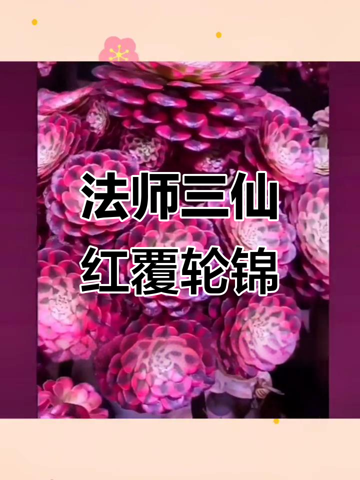 法师三仙红覆轮锦老桩群生,多肉植物带根出售