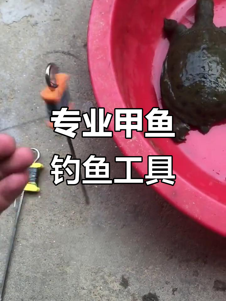 甲鱼钓钩使用技巧,轻松捕捉野生老甲