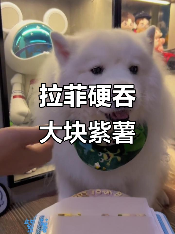 拉菲挑战大块食物,拼了命也要咽下去!