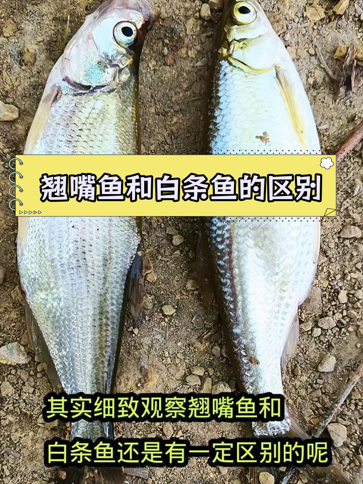 翘嘴鱼与白条鱼的四大区别