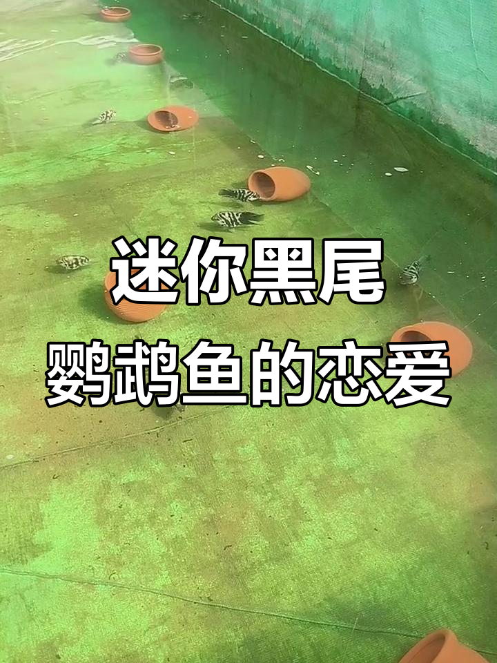 黑尾鹦鹉鱼的爱情故事:从大海到产房的奇迹