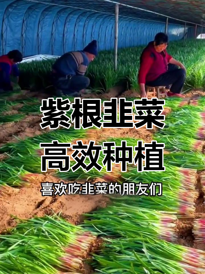 3月韭菜种植全攻略:从种子到收获技巧