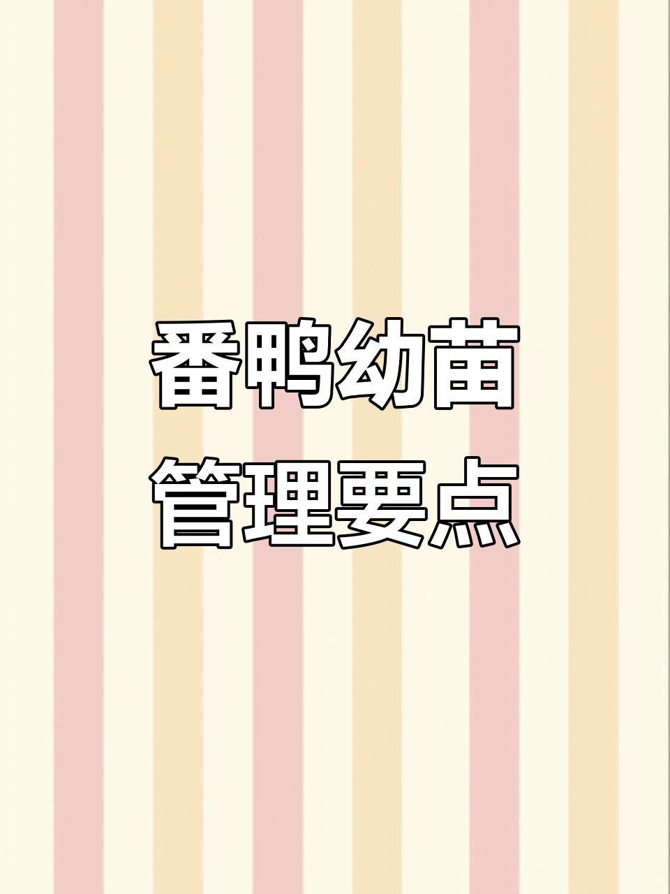 大种番鸭幼苗管理技巧,育雏新方法揭秘