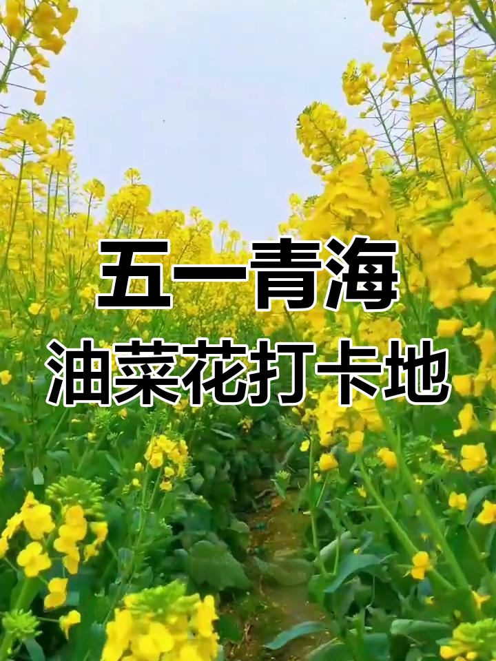 青海油菜花海,五一浪漫之旅等你来拍!