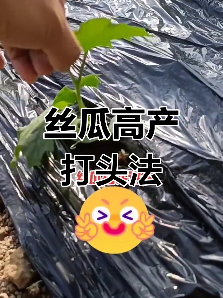 丝瓜打头技巧,轻松提高产量