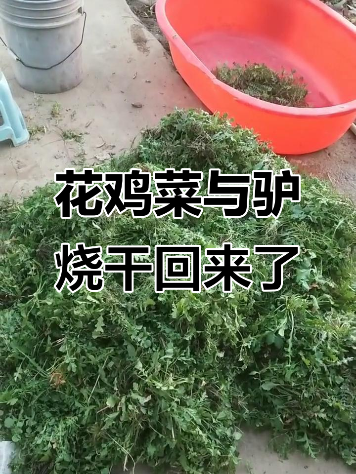 野生花鸡菜和驴烧大丰收,谁想吃就得来我家!