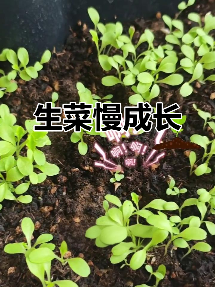 生菜生长缓慢,二十天才有三片叶子,真是让人着急!