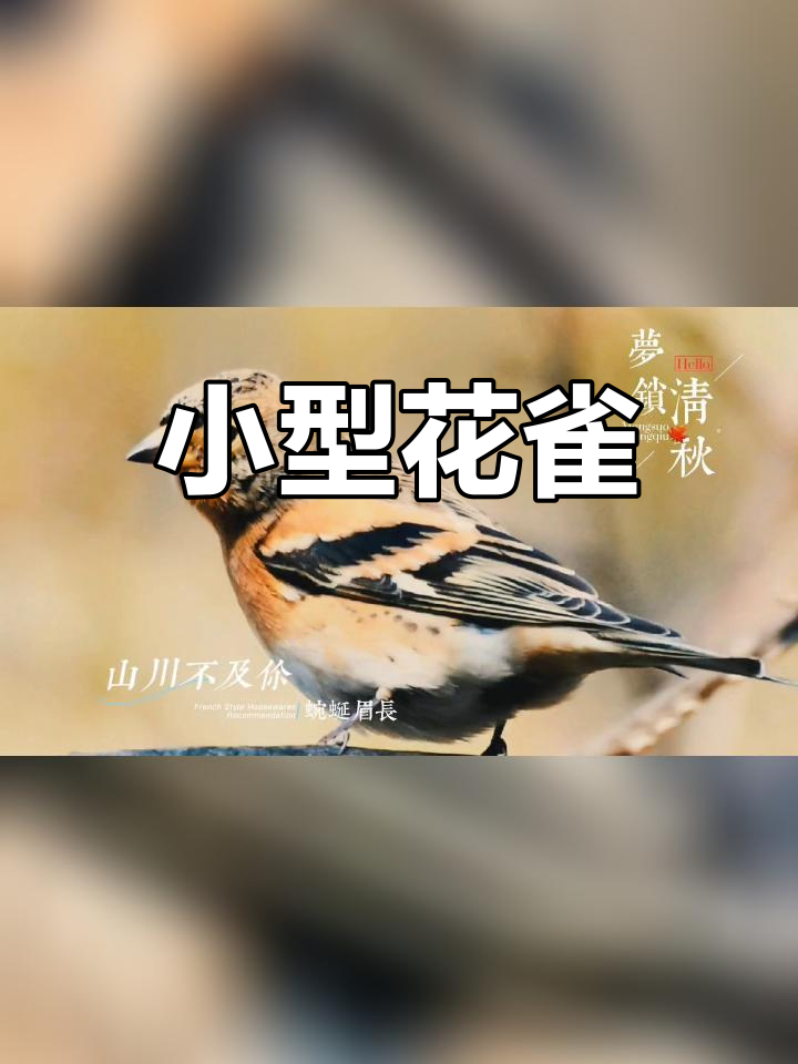 虎皮燕雀:小巧壮实的斑纹鸟