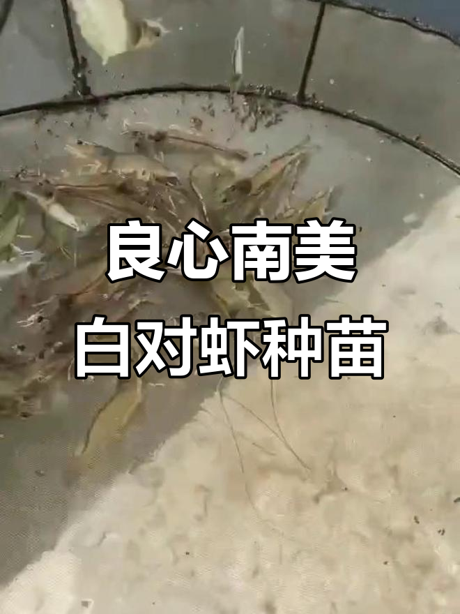 南美白对虾养殖基地,良心种苗助力成功