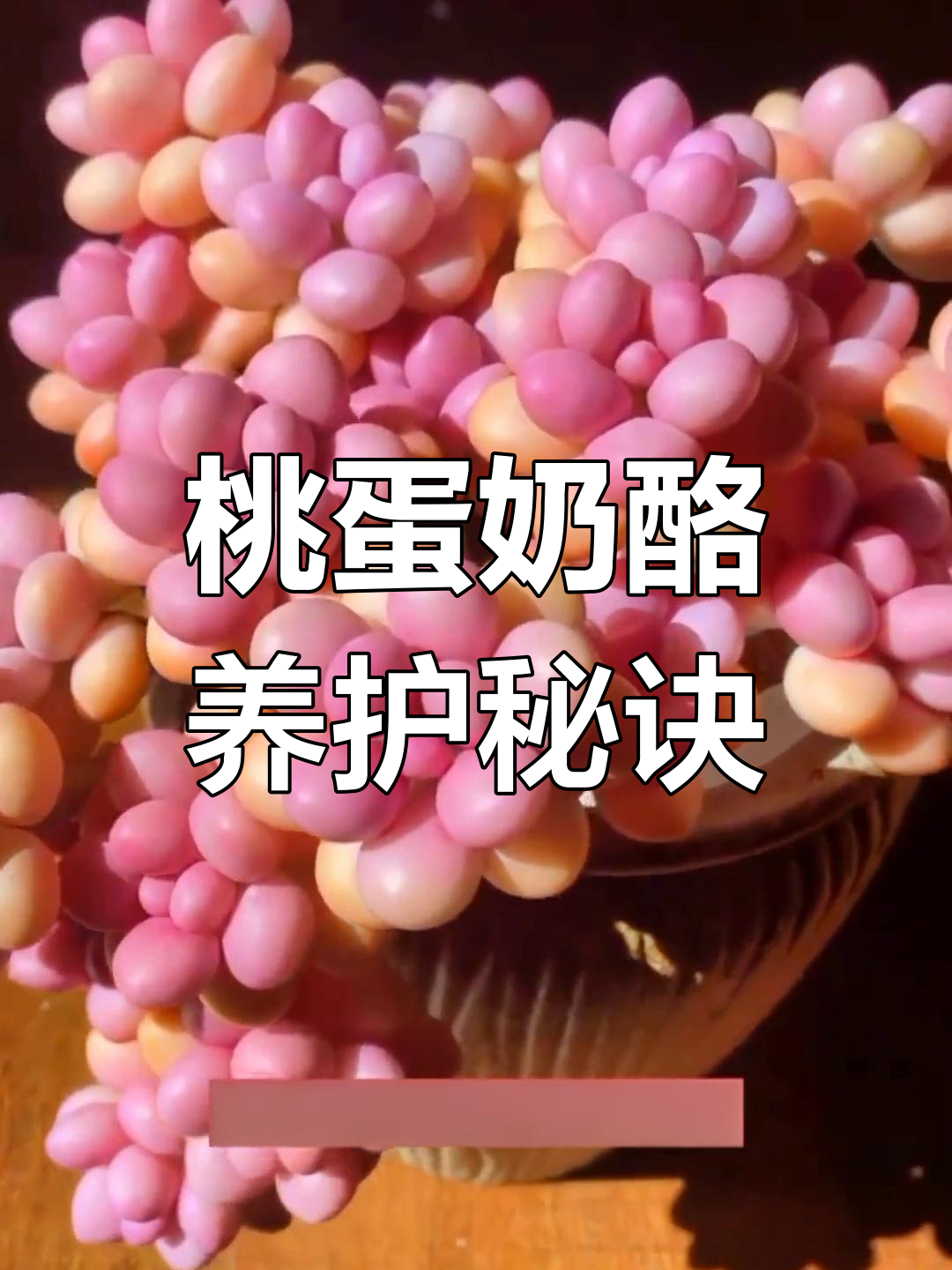 如何让桃蛋和奶酪多肉更圆润?控养技巧大公开