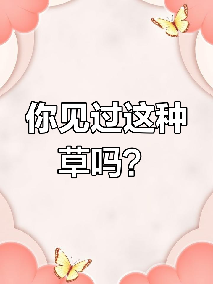 野外常见却不知名的肥猪菜,竟然能换零花!