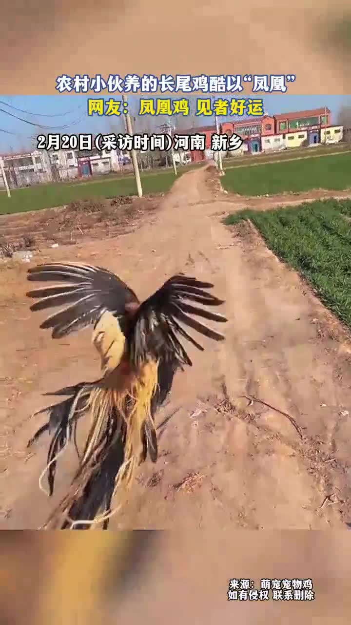 见者好运!农村小伙养“凤凰”长尾鸡,尾巴最长2.5米