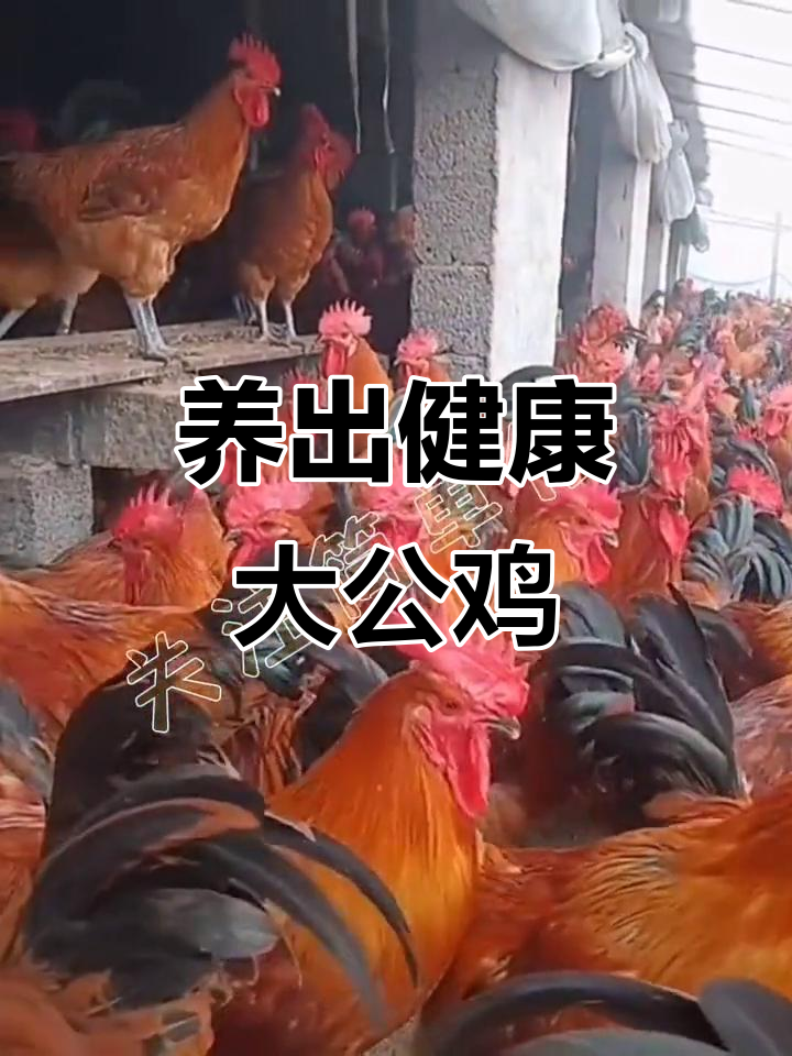 每天喂鸡加点这个,大公鸡红毛亮、脚蹬子长!