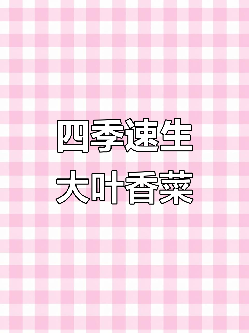 四季速生大叶香菜,轻松种植,七到十天就能收获新鲜香料